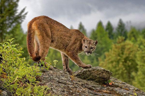 Montana Mountain lion in controlled environment